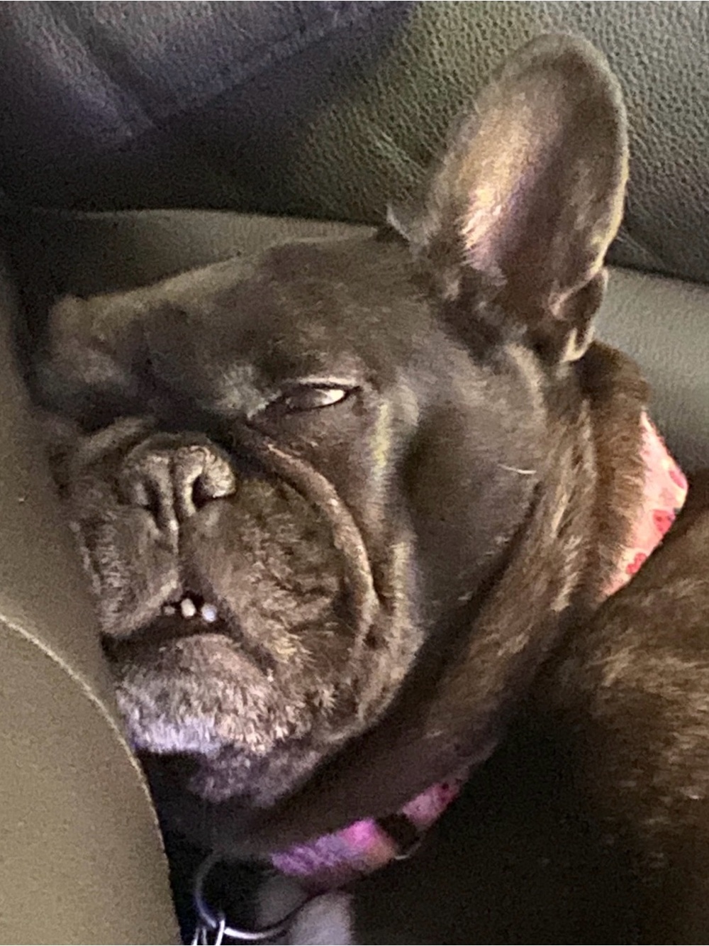 🐾Meet Ella! 🐾 NOT FOR SALE, EVER! - Picture 13 of 16